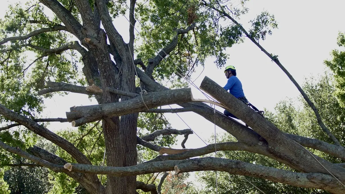 Professional Crown Thinning performed by certified arborists in Carolina