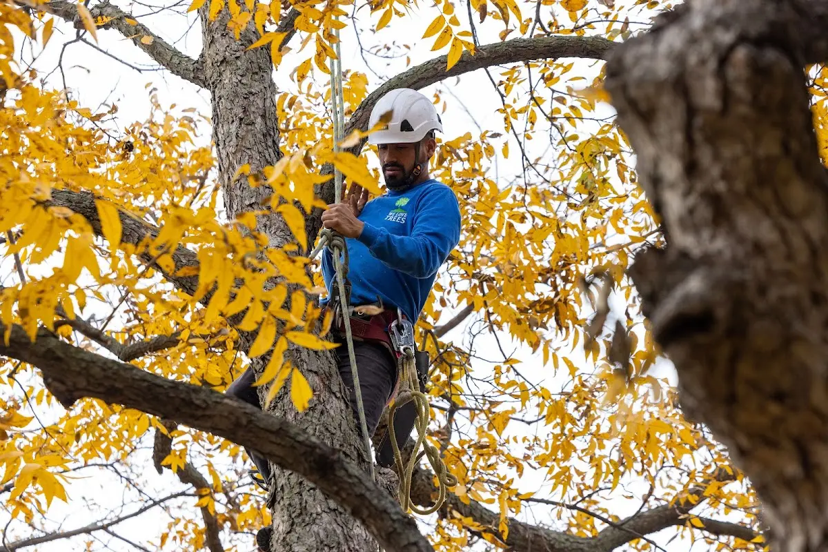 Skilled Tree Transplanting crew working in Carolina